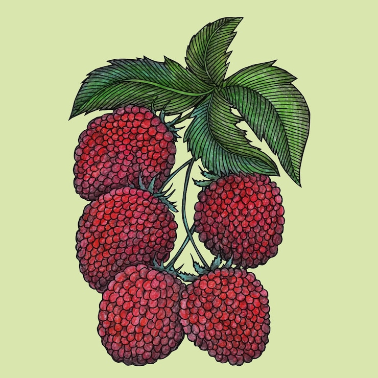 Vector hand drawn raspberry vector illustration design