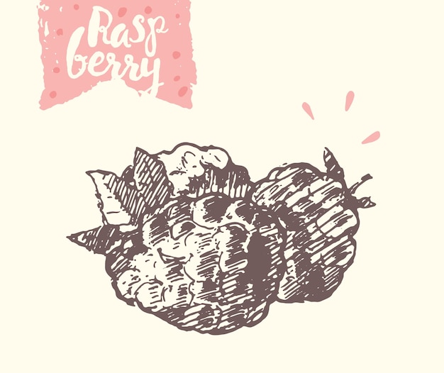 Hand drawn raspberry, vector illustration, sketch