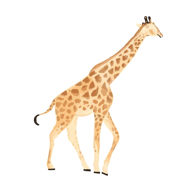 Vector hand drawn realistic giraffe illustration