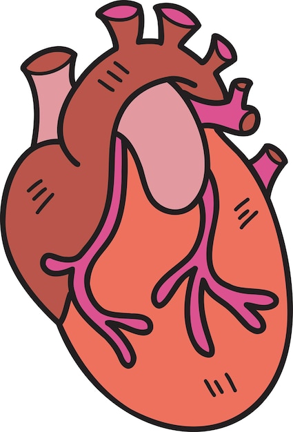 Vettore illustrazione del cuore realistico disegnato a mano