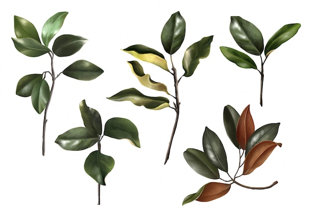 Insieme realistico disegnato a mano di foglie di magnolie botaniche