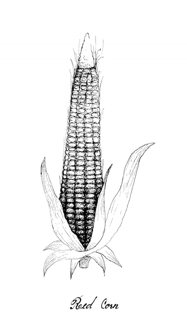 Hand drawn of red corn on white background