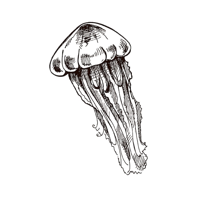 Ручная красная медуза Векторная эскизная иллюстрация Морская коллекция Гравированные иллюстрации