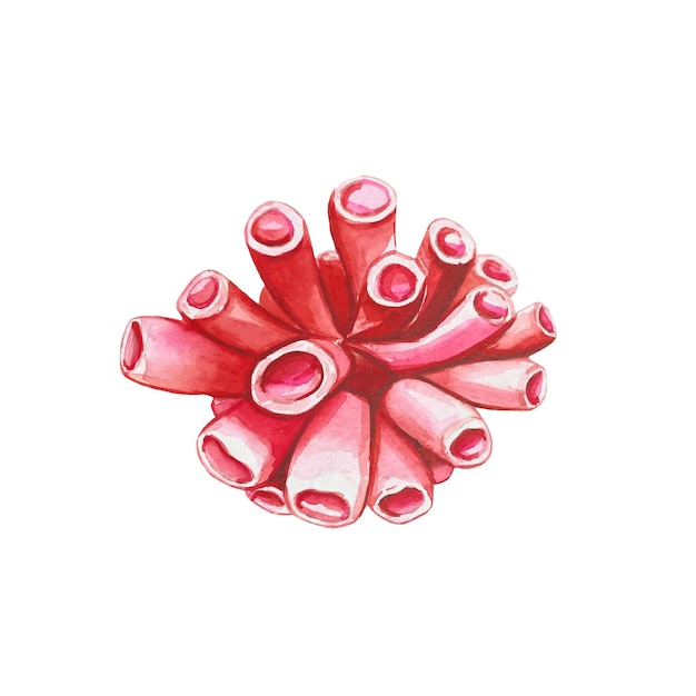 Vector hand drawn red tube sponge watercolor