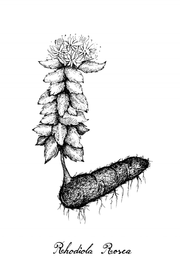 Vector hand drawn of rhodiola rosea or golden root