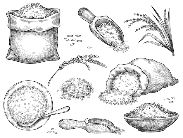 벡터 손으로 그린 쌀가루. 밀, 호밀, 보리, 바스마티 또는 재스민 쌀의 복고풍 조각 시리얼 이삭. 자루와 국자 벡터 세트에 곡물입니다. 그림 쌀 조각 식사, 수집 힙 씨앗