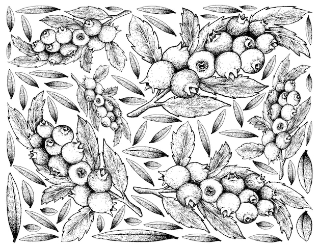 Hand Drawn Ripe Blueberry Fruits