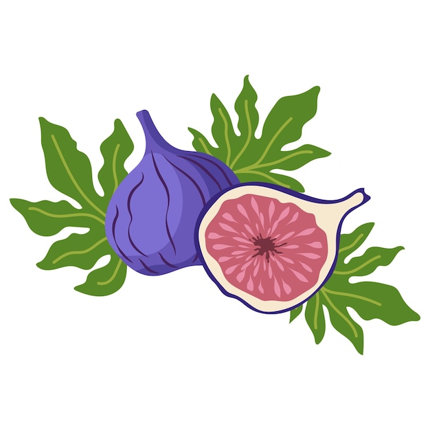 Hand drawn Ripe fruit fig Vector illustration