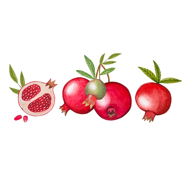 Vector hand drawn ripe pomegranates watercolor illustration