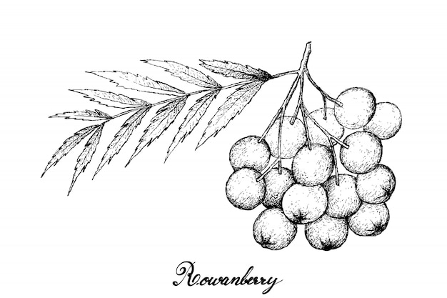 Hand drawn of ripe rowanberries on white background