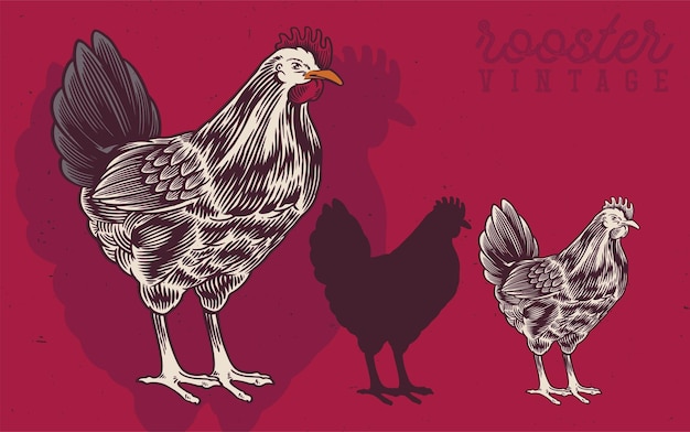 Vector hand drawn rooster and hen vintage illustration rooster produce label for business farm and manufacturing