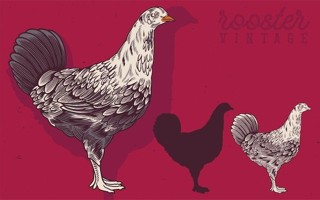 Hand drawn rooster and hen vintage illustration rooster produce label for business farm and manufacturing