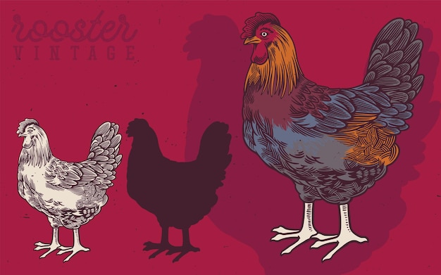 Vector hand drawn rooster and hen vintage illustration rooster produce label for business farm and manufacturing