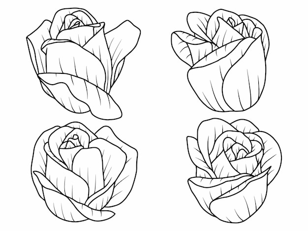 Hand drawn Rose flower sketch line art illustration set