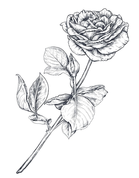 手描きのバラの花の枝は白い背景で隔離美しいベクトルスケッチ夏の植物画