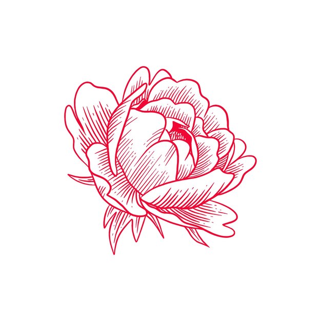 Vector hand drawn rose illustration red artistic rose vector