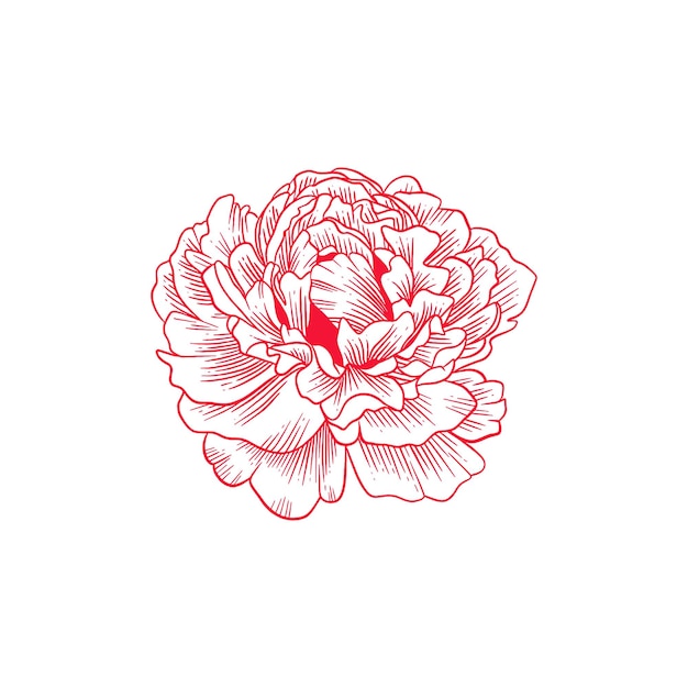 Vector hand drawn rose illustration red artistic rose vector