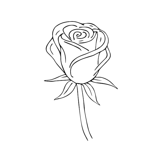 Hand drawn rose