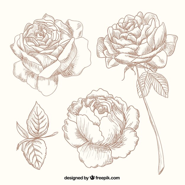 Vector hand drawn roses