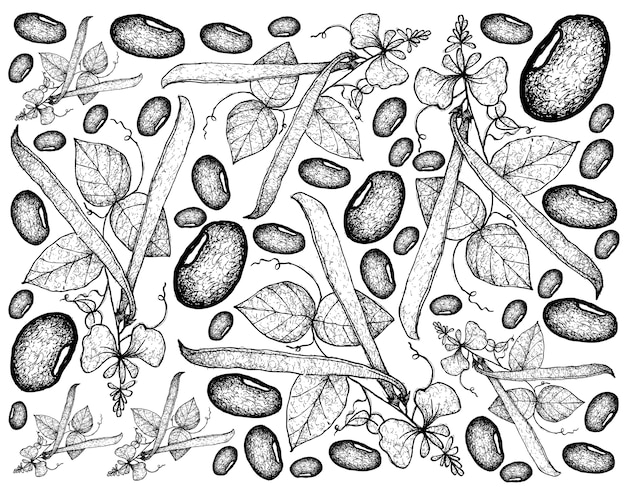 Hand Drawn of Runner Bean Plants Background