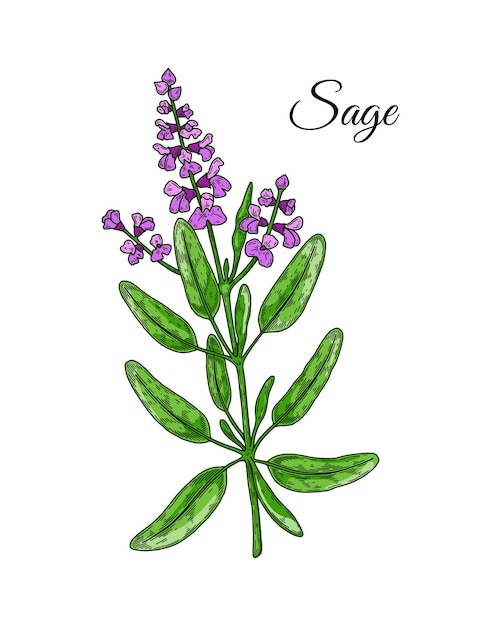Hand drawn sage branch with flowers vector illustration in colored sketch style