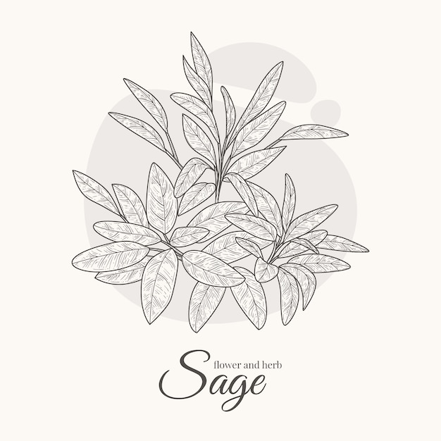 Hand drawn sage drawing illustration