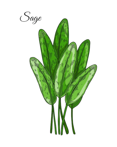 Hand drawn sage leaves Vector illustration in colored sketch style