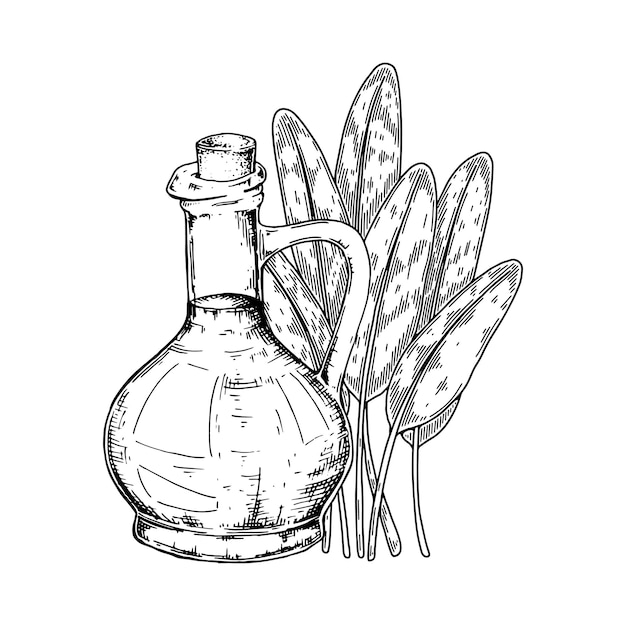Vector hand drawn sage oil with branch. vector illustration in sketch style