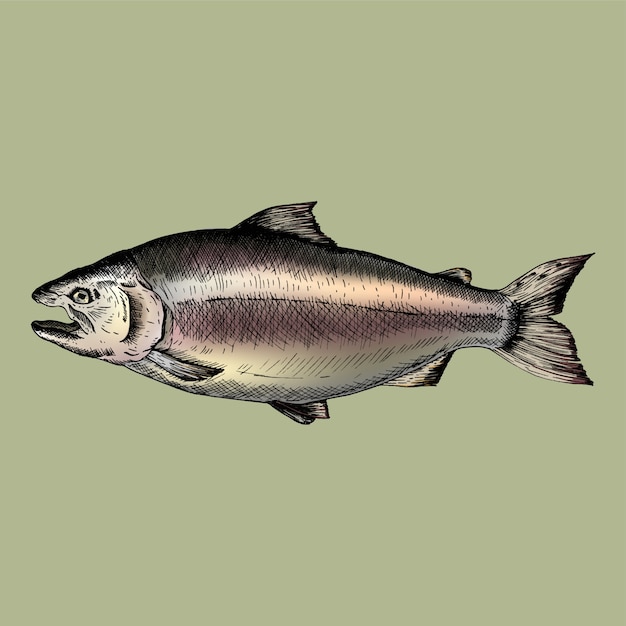 Hand drawn salmon fish