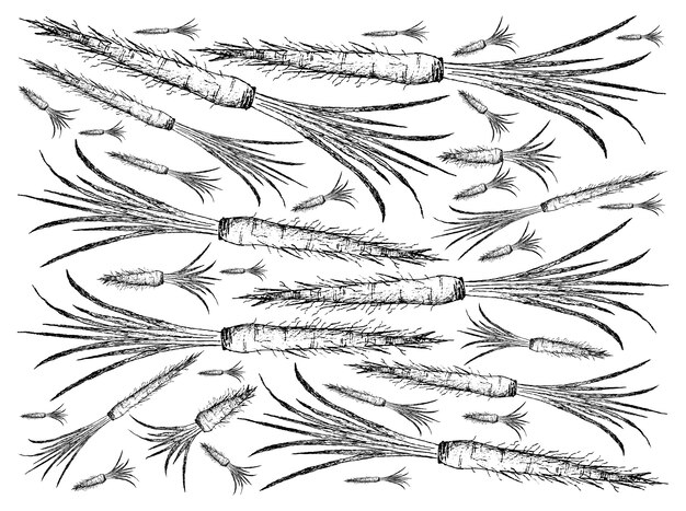 Vector hand drawn of salsify on white background