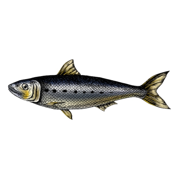 Vector hand drawn sardine fish