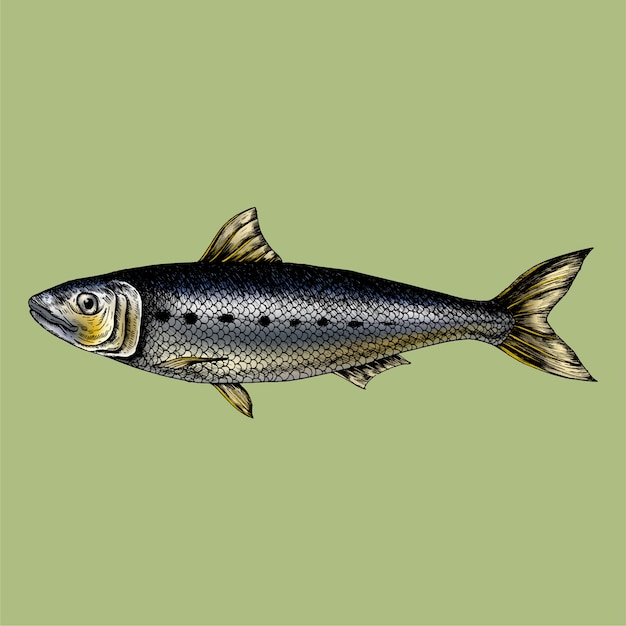 Vector hand drawn sardine fish