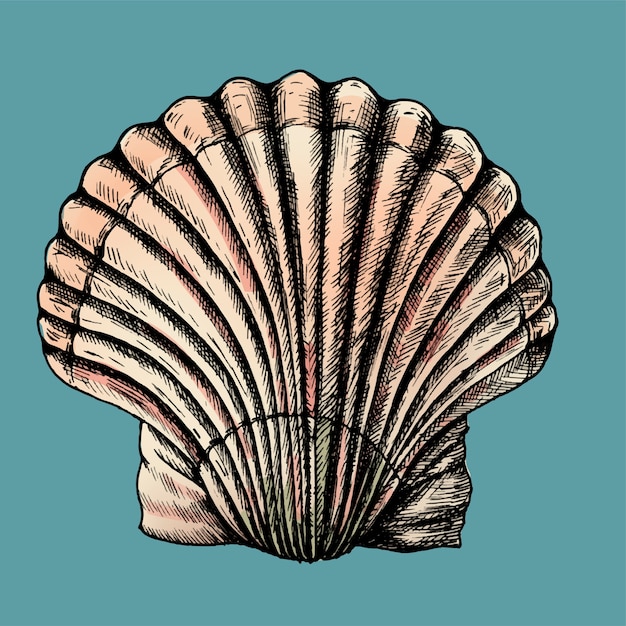 Vector hand drawn scallop saltwater clams