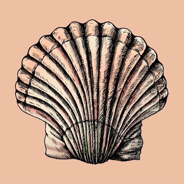 Hand drawn scallop saltwater clams