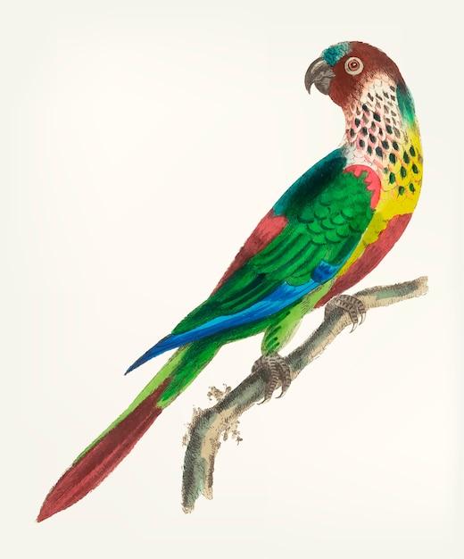 Vector hand drawn of scaly-breasted parakeet