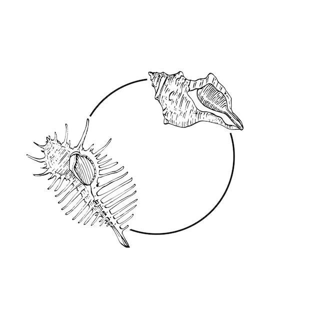 손으로 그린 바다 쉘 로고 프레임 테두리 프로모션 요소 브랜드 엠블럼 템플릿