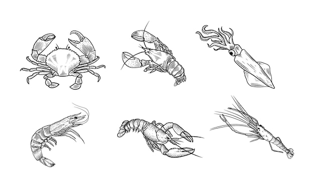 손으로 그린 해산물 벡터 일러스트 레이 션 세트 벡터 컬렉션