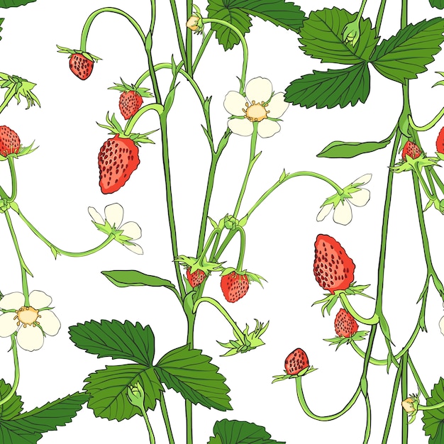 Vector hand drawn seamless pattern with strawberry.