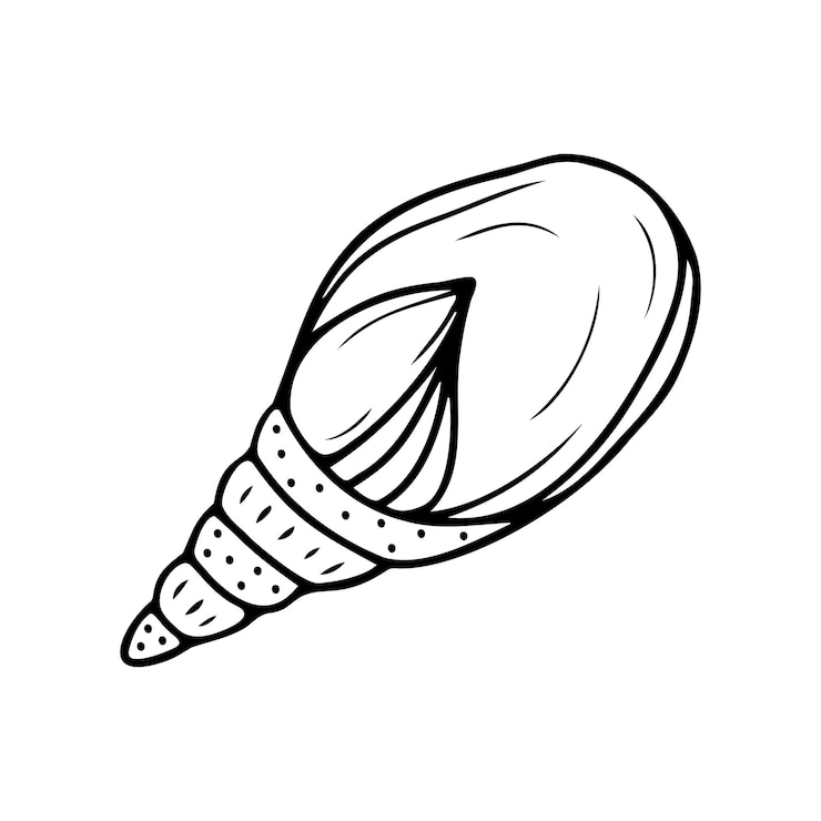 Vector hand drawn seashell isolated on a white background