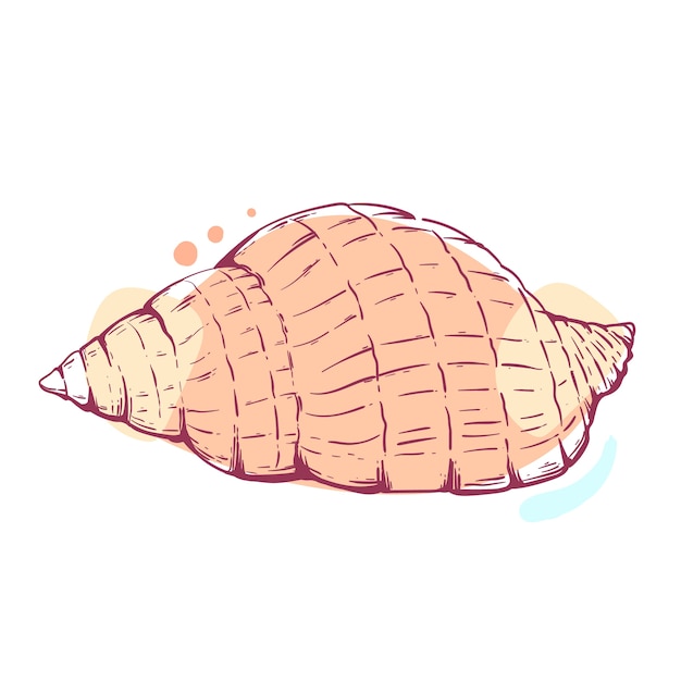 Vector hand drawn seashell outline illustration