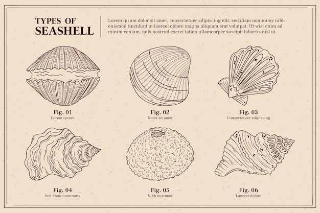 Vettore illustrazione del profilo della conchiglia disegnata a mano