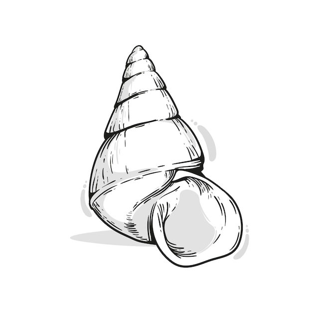 Vector hand drawn seashell outline illustration