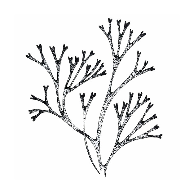 Vector hand drawn seaweed