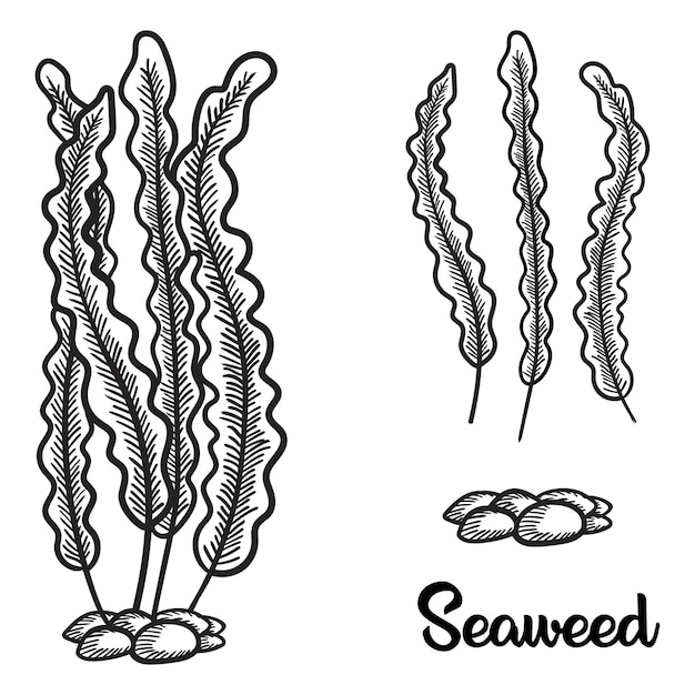 Hand drawn seaweed