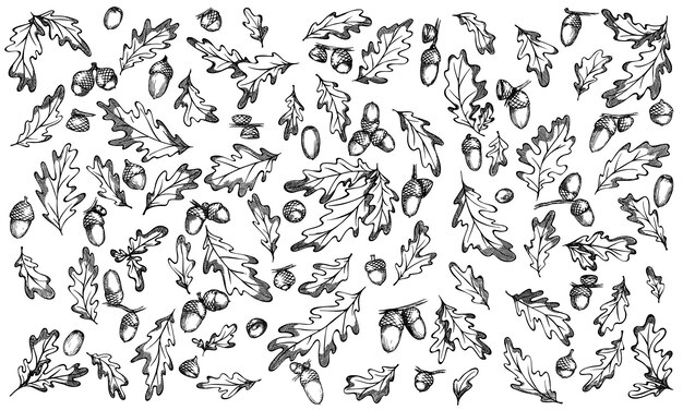 Hand drawn set of acorn and oak leaves illustration for print design decor Autumn botany sketch