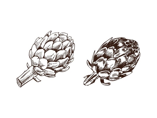 A hand drawn set of artichokes in sketch style