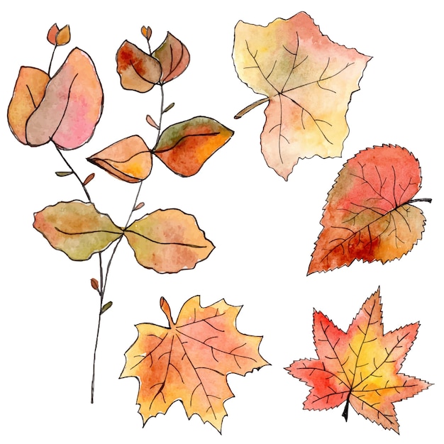 Hand drawn set of autumn leaves. Watercolor and liner