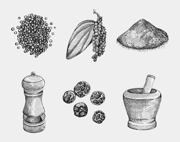 hand-drawn set of black pepper. handful of pepper, peppercorns, pepper powder, black pepper branch with a leaf, black pepper grinder, bowl for spice grinding. spice and seasoning