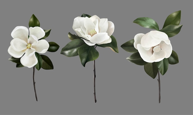 Vector hand drawn set of botanical realistic magnolias flowers
