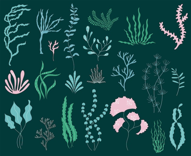 Vector hand drawn set of elegant seaweeds with texture vector illustration of underwater sea plants